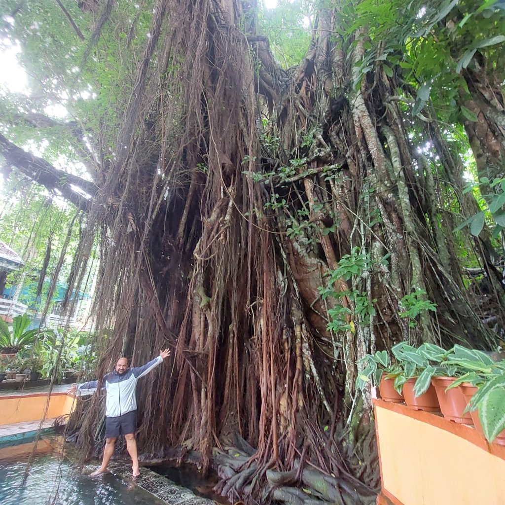 arbol centenario en siquijor, viajando por filipinas